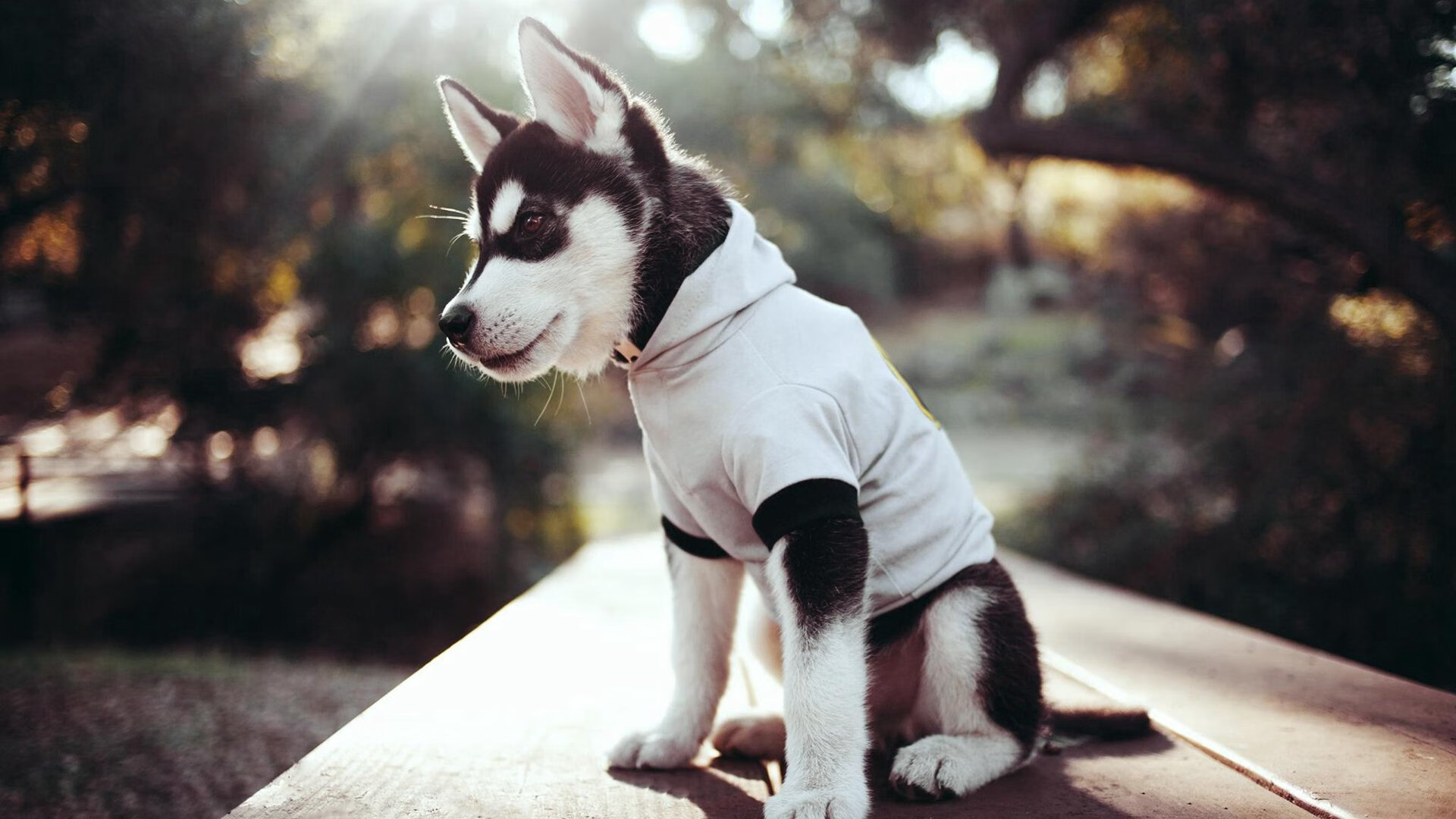 加拿大队在国际乒联混合团体世界杯中的稳定发挥与亮点,加拿大代表队乒乓球