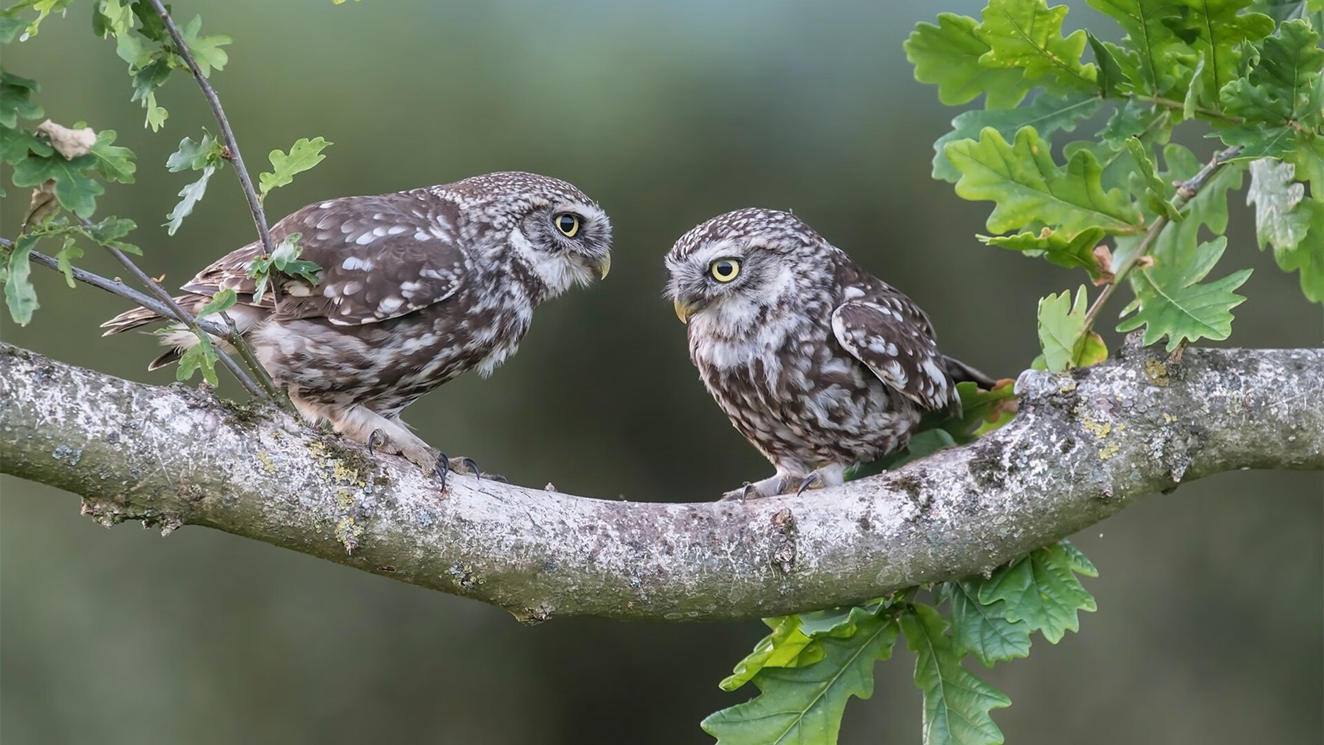 意甲球队基于GPS数据优化跑动负荷及战术布置，意甲场均跑动